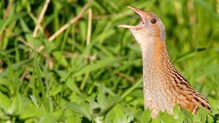 Bird sounds Corncrake call [upl. by Daveta]