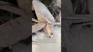 大海龜獲救 animal animalrescue animallover rescue turtle [upl. by Standice]