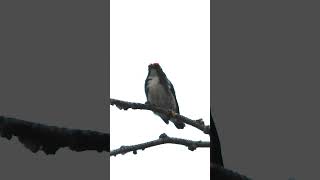 Bird call  Baby scarlet backed flowerpecker calling parent [upl. by Nowd491]