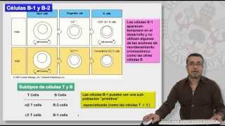 88 MECANISMOS DE GENERACIÓN DE LA DIVERSIDAD DE LINFOCITOS T Y B [upl. by Dlopoel353]