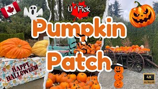 Halloween Special 🎃 Pumpkin Patch Farm At Abbotsford Canada 🇨🇦 halloween canada travel pumpkin [upl. by Adnesor]