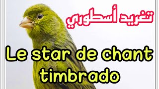 le Star de chant canari timbrado [upl. by Ahtekahs633]