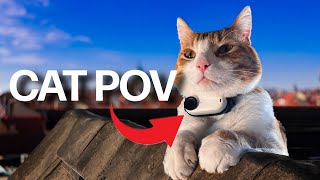 Cat Cam on Rooftops Dont Watch If You Have Fear Of Heights  Ros Vlog part 02 [upl. by Lifton]