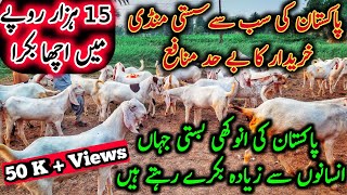 Sasta Bakra Mandi  Basti Shorani DGKhan Best Goat Farm Purchase Most Cheap Goats and Cows For Eid [upl. by Anairol360]