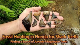 Fossil Shark Tooth Hunting in Florida  Finding Megalodon Teeth Fossils and More in the Creek [upl. by Dodie]