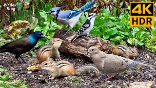 Cat TV for Cats to Watch 😺 Playful Chipmunks Squirrels and Birds Up Close 🐿 8 Hours 4K HDR 60FPS [upl. by Odnamla]