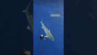 A real life oil painting🖼️ shaeks savesharks ocean glassy calm peaceful adventure hawaii 1 [upl. by Tavish]