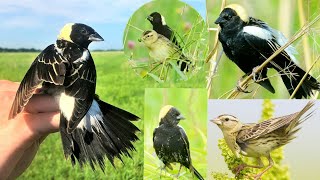 bobolink is a small New World blackbird notable for its striking plumage and unique song [upl. by Winser495]