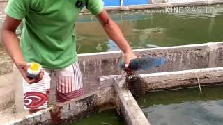 Sisteminha Embrapa Limpeza e manutenção do biofiltro e do sedimentador [upl. by Nami]