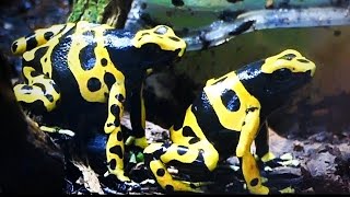 Ritual de apareamiento de la rana dendrobates leucomelas Puerto Ayacucho [upl. by Sivek]