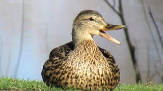 Female Mallard Ducks QUACKING ARGUMENT Gets Heated [upl. by Bradeord]