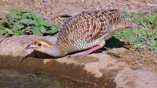 Teetar ki emeg  teetar ka sound  francolin photos  jungle teetar shikar video [upl. by Briney181]