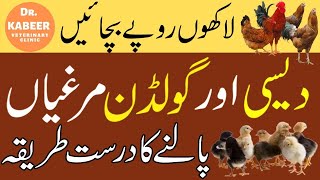 Golden Misri Farming in Pakistan 2020  Desi Hen Farming  Hen Farming for Eggs and Meat [upl. by Euqinahc]