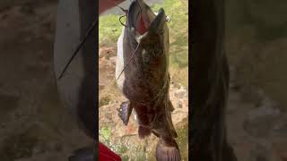 Two very nice flathead I’ve caught at my local lake both in the double digits flathead monster ￼ [upl. by Elorac]