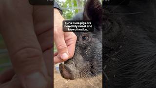 Its a Columbo Kune Kune piglet update 🐷🐽 pig kunekune animalrescue [upl. by Ennaeed]