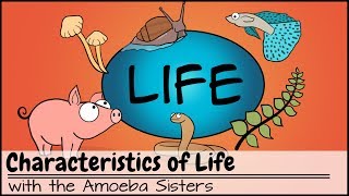 Characteristics of Life [upl. by Soule]