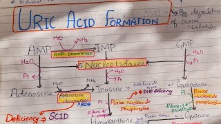 Uric Acid Synthesis Purines Metabolism [upl. by Niatsirt432]