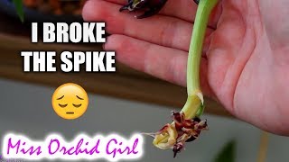 About broken Orchid spikes  I destroyed 2 spikes in one week [upl. by Ashelman]