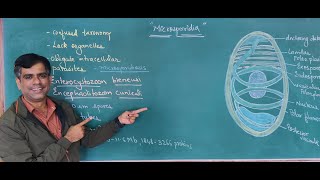 Microsporidia  Obligate Intracellular Parasitic Fungi Lets Explore the Micorbial world [upl. by Nallij51]