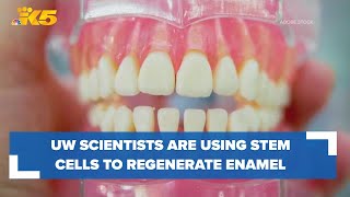 How University of Washington scientists use stem cells to regenerate tooth enamel [upl. by Alegnat]