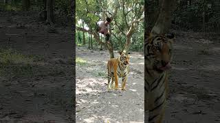 Royel Bengal tiger mission 294 vfx tiger wildlife shorts videos [upl. by Htezil]