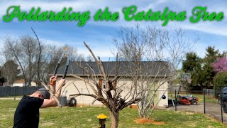 The Catalpa Tree Pollarding or Pruning [upl. by Ashman]