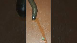 Millipedes  The Animal [upl. by Yc]