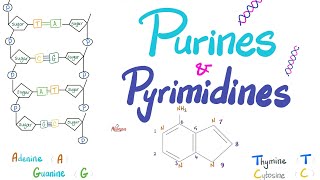 Purines Pyrimidines Nucleotides Nucleosides DNA RNA Denaturation amp Annealing [upl. by Veronike]