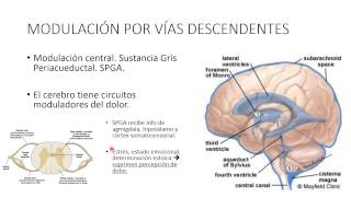 NEUROFISIOLOGÍA Dolor 3 [upl. by Elakram]