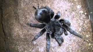 Grammostola pulchra mating [upl. by Soisinoid]