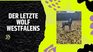 Der letzte Wolf Westfalens [upl. by Read17]