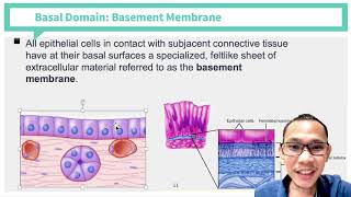 Histology Epithelium and Adipose Tissue [upl. by Strickler]