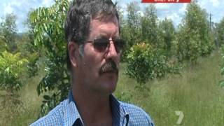 Pongamia Pinnata  Bio diesel trees at Jaques Coffee  7 News Local News [upl. by Styles]