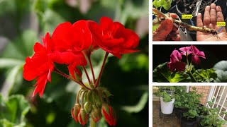 Growing Geranium from Seeds and Cuttings [upl. by Sukramed218]