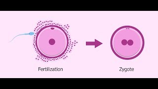 What is Zygote   Essential Science  Terms [upl. by Nellek]