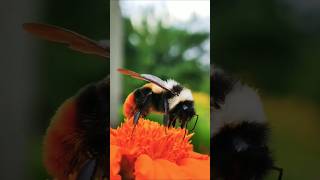 Incredible view of bee on flower beesound nature wildlife [upl. by Ynoble]