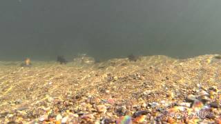 Spawning Kokanee Salmon Mokelumne River 11 10 13 [upl. by Leontyne]