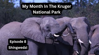 The Kruger National Park  Shingwedzi [upl. by Mumford229]