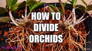 How to propagate Orchids through divisions  Simple guide for beginners [upl. by Germann]