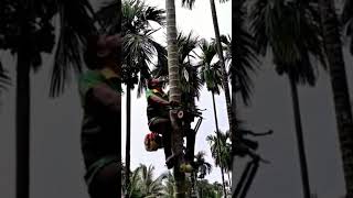 Tree climbing machine good machinery can improve work efficiency [upl. by Isabelita425]