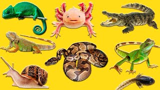 Learn names Amphibians and reptiles in English for Children [upl. by Yllitnahc79]