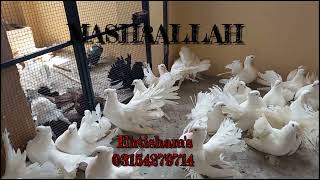 Largest Pure White American Fantail Breeding Setup Biggest Indian Fantails Pigeon Farm Jumbo Breed [upl. by Helena]