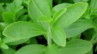 Growing Stevia in a self watering container [upl. by Etteiram]