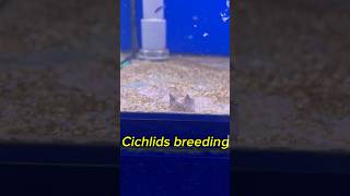 Cichlids breeding fish aquarium breedingtank cichlid ytshort yt [upl. by Utica]