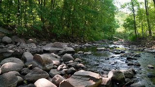 Nine Mile Creek Corridor Restoration Project [upl. by Aramot137]