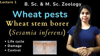 Wheat stem borer Sesamia inferens  B Sc amp M Sc  Zoology [upl. by Nuawed]