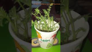 Seed Germination youtube youtubeshorts [upl. by Demakis]