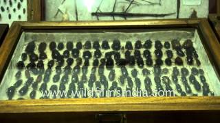 Beetles collection from India [upl. by Zantos]