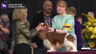 Cavalier King Charles Spaniels Breed Judging 2020 [upl. by Burrows]