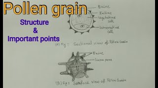 Structure of pollen grain with Important points  pollen grain  microspore [upl. by Grimonia]